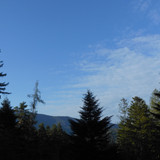 Tree; Publicdomain; Cc0; Freeimage;