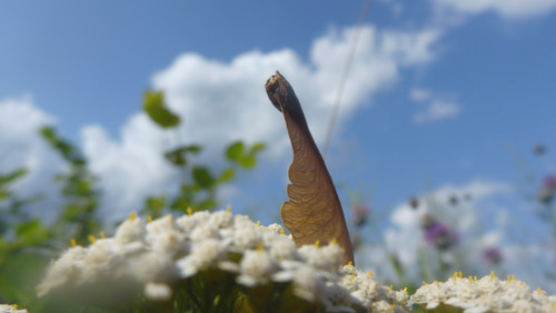 Plant; Publicdomain; Cc0; Freeimage;.jpg