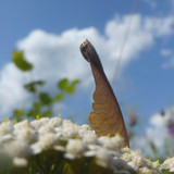 Plant; Publicdomain; Cc0; Freeimage;