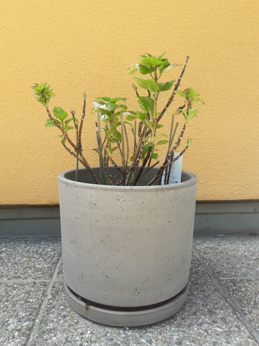 Plant; Publicdomain; Cc0; Freeimage;.jpg