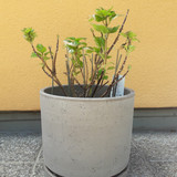 Plant; Publicdomain; Cc0; Freeimage;