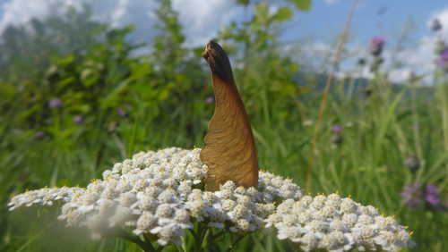 Plant; Publicdomain; Cc0; Freeimage;.jpg