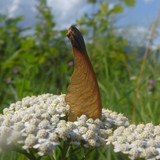 Plant; Publicdomain; Cc0; Freeimage;