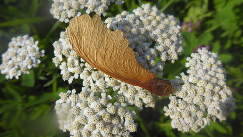 Flora Plant Assembled Arranged Publicdomain (8).jpg