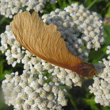 Flora Plant Assembled Arranged Publicdomain (8)