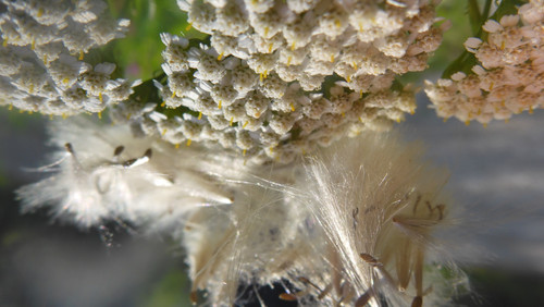 Plant; Publicdomain; Cc0; Freeimage;.jpg