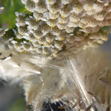 Plant; Publicdomain; Cc0; Freeimage;