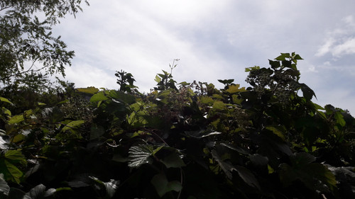 Vaccation Motive.jpg