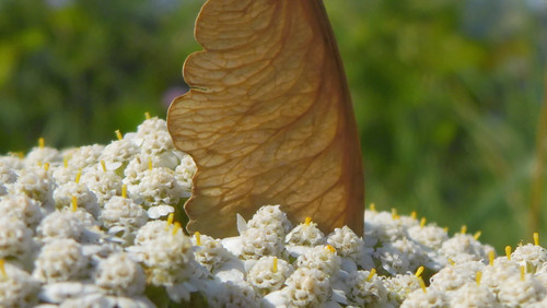 Plant; Publicdomain; Cc0; Freeimage;.jpg