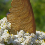 Plant; Publicdomain; Cc0; Freeimage;