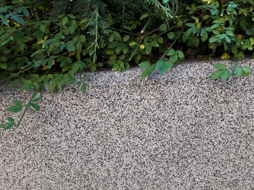 Falling Grass Plant.jpg