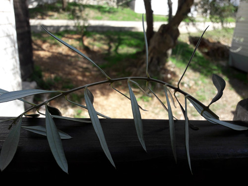 Healthy Branches.jpg