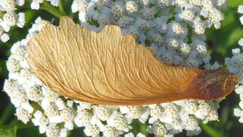 Flora Plant Assembled Arranged Publicdomain (9).jpg