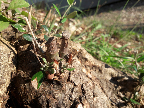 Vector Stuff Shots.jpg