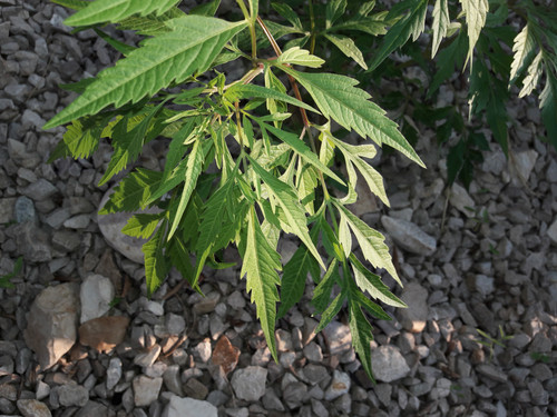 Macro Flower Lands.jpg