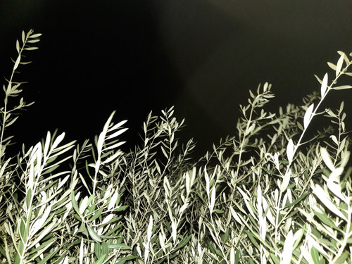 Macro Vector Photo.jpg