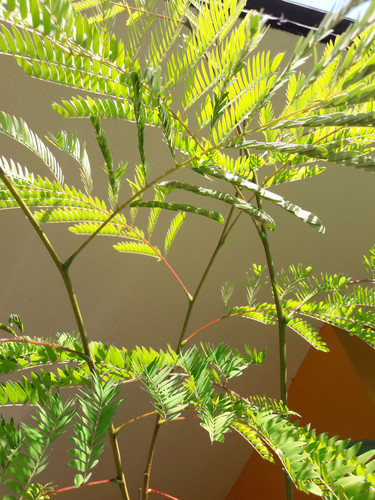 The Freedom Garden.jpg