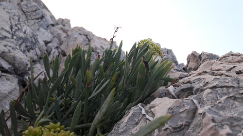 Mediterranean Area.jpg