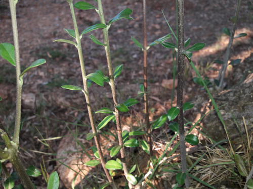 Vector Stuff Shots.jpg