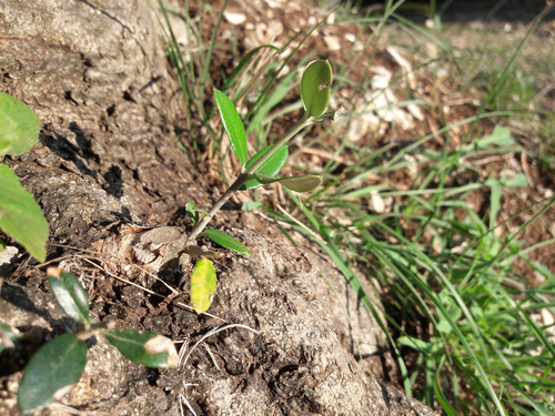 Vector Stuff Shots.jpg