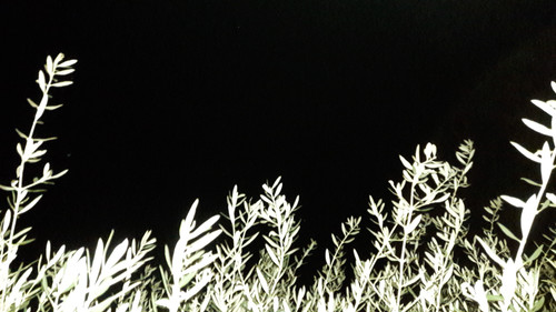 Macro Vector Photo.jpg