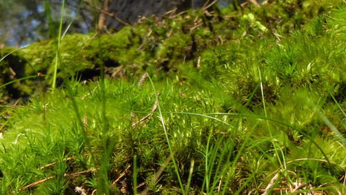 Flora Plant Beauty Publicdomain (282).jpg