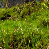 Flora Plant Beauty Publicdomain (282)