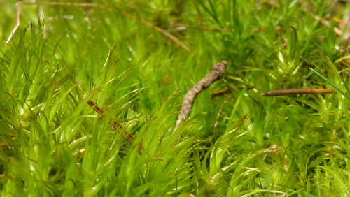 Flora Plant Beauty Publicdomain (280).jpg