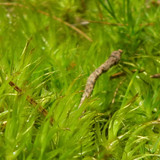 Flora Plant Beauty Publicdomain (280)