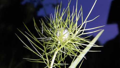 Flora Plant Beauty Publicdomain (293).jpg