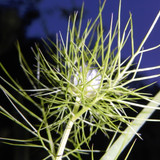 Flora Plant Beauty Publicdomain (293)