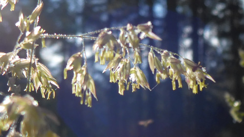 Flora Plant Beauty Publicdomain (279).jpg