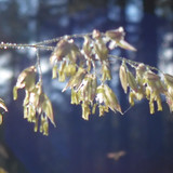 Flora Plant Beauty Publicdomain (279)