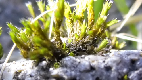 Flora Plant Beauty Publicdomain (290).jpg