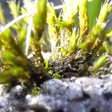 Flora Plant Beauty Publicdomain (290)