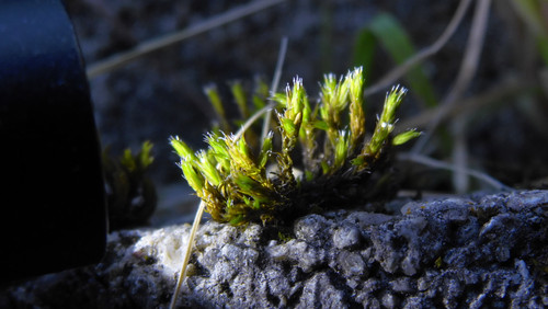 Flora Plant Beauty Publicdomain (289).jpg