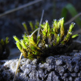 Flora Plant Beauty Publicdomain (289)