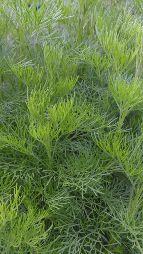 Flora Plant Beauty Publicdomain (286).jpg