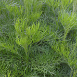 Flora Plant Beauty Publicdomain (286)