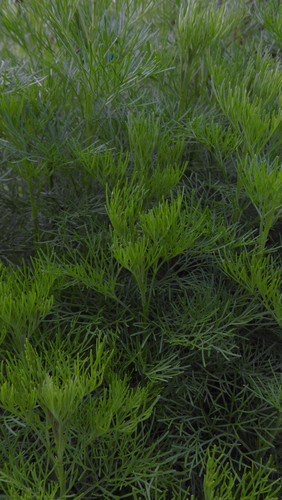 Flora Plant Beauty Publicdomain (285).jpg