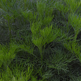 Flora Plant Beauty Publicdomain (285)