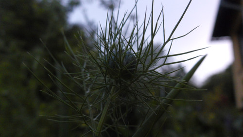 Flora Plant Beauty Publicdomain (294).jpg