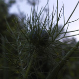 Flora Plant Beauty Publicdomain (294)