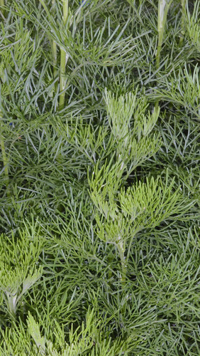 Flora Plant Beauty Publicdomain (287).jpg