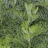 Flora Plant Beauty Publicdomain (287)