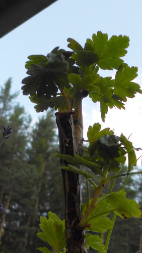 Flora Plant Beauty Publicdomain (291).jpg