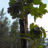 Flora Plant Beauty Publicdomain (291)