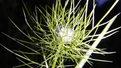 Flora Plant Beauty Publicdomain (292).jpg