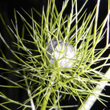 Flora Plant Beauty Publicdomain (292)