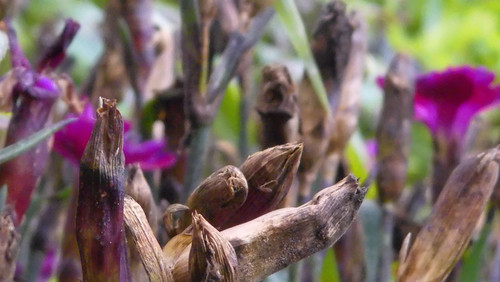 Flora Plant Beauty Publicdomain (288).jpg